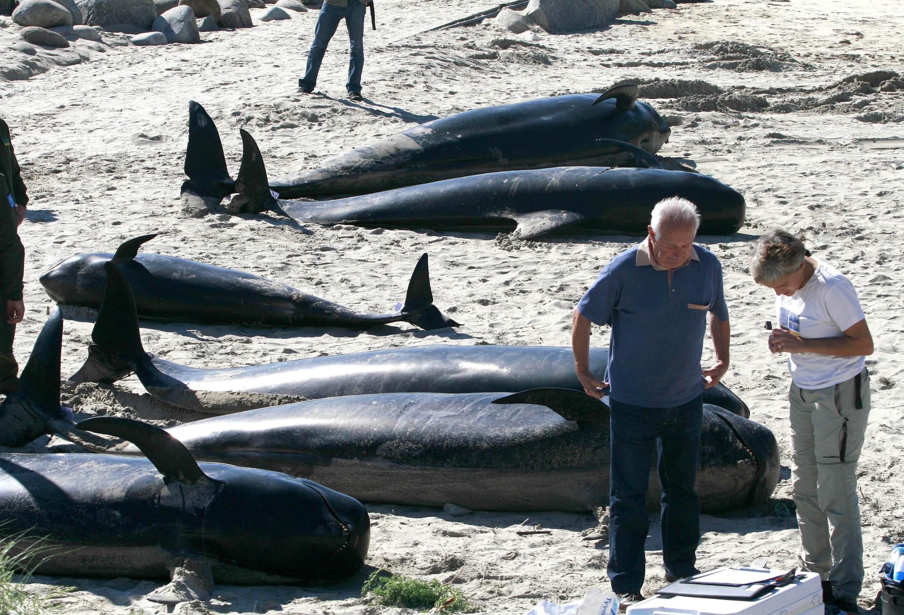 cetacei