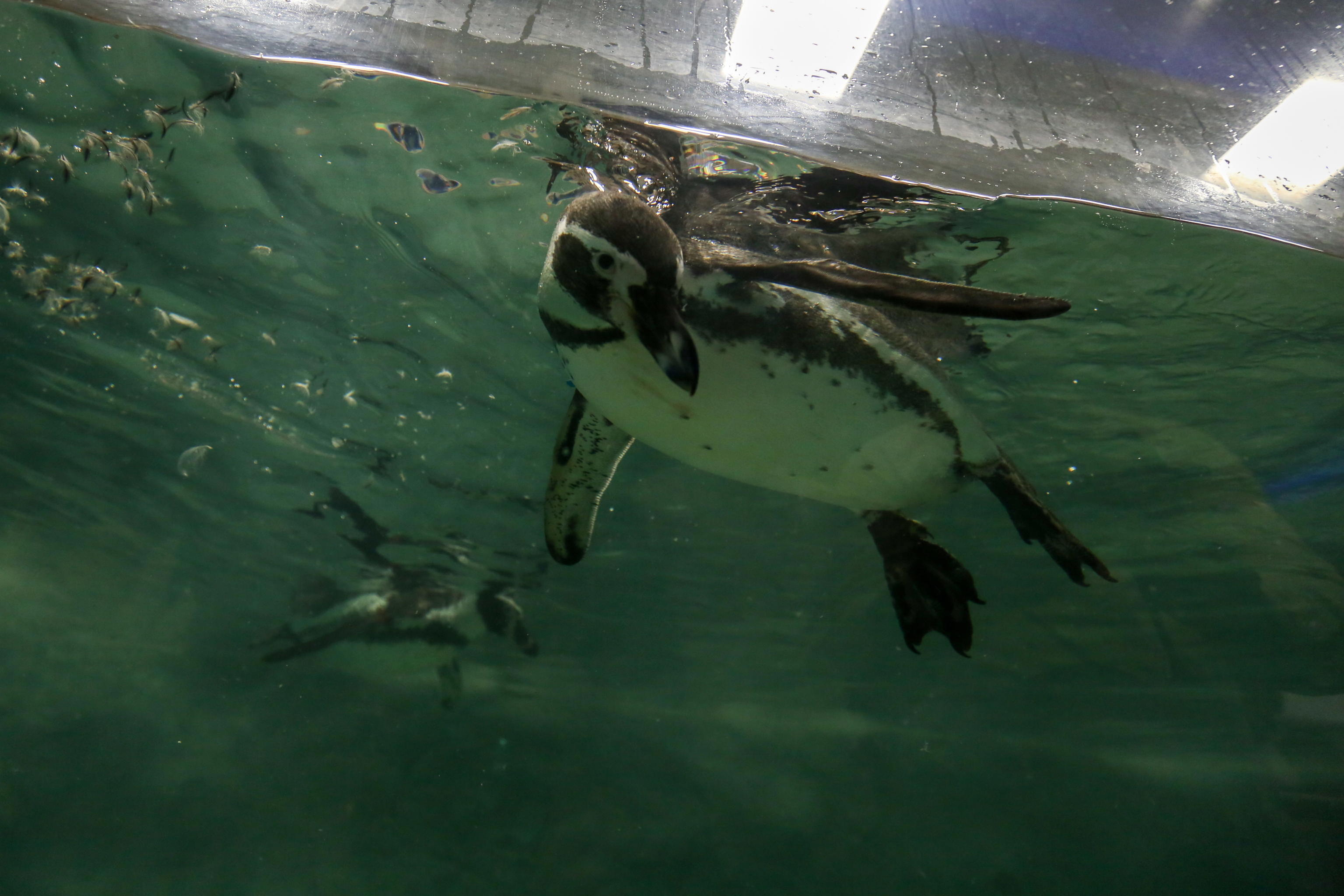 pinguino
