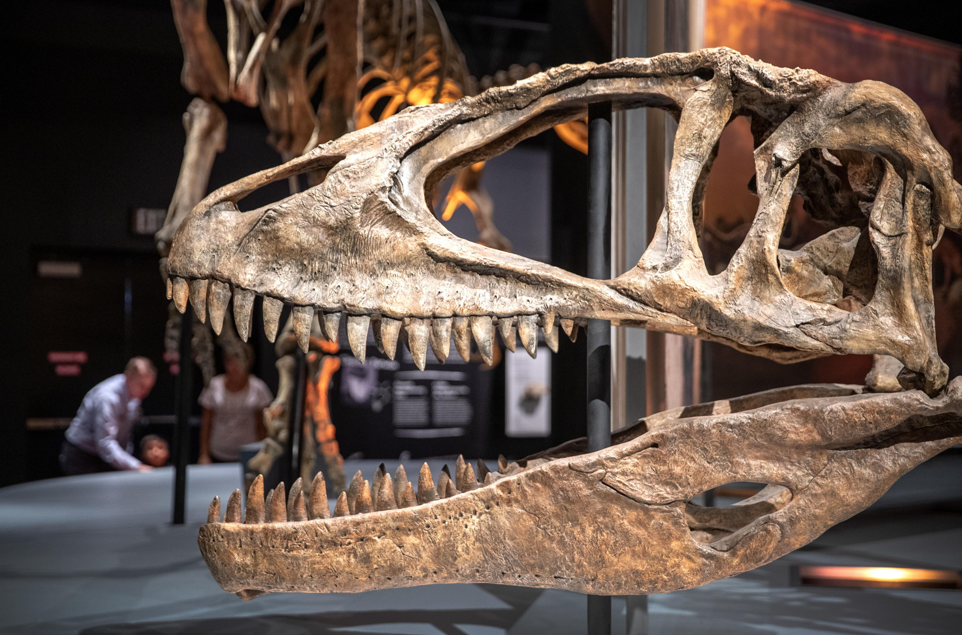 dinosauro