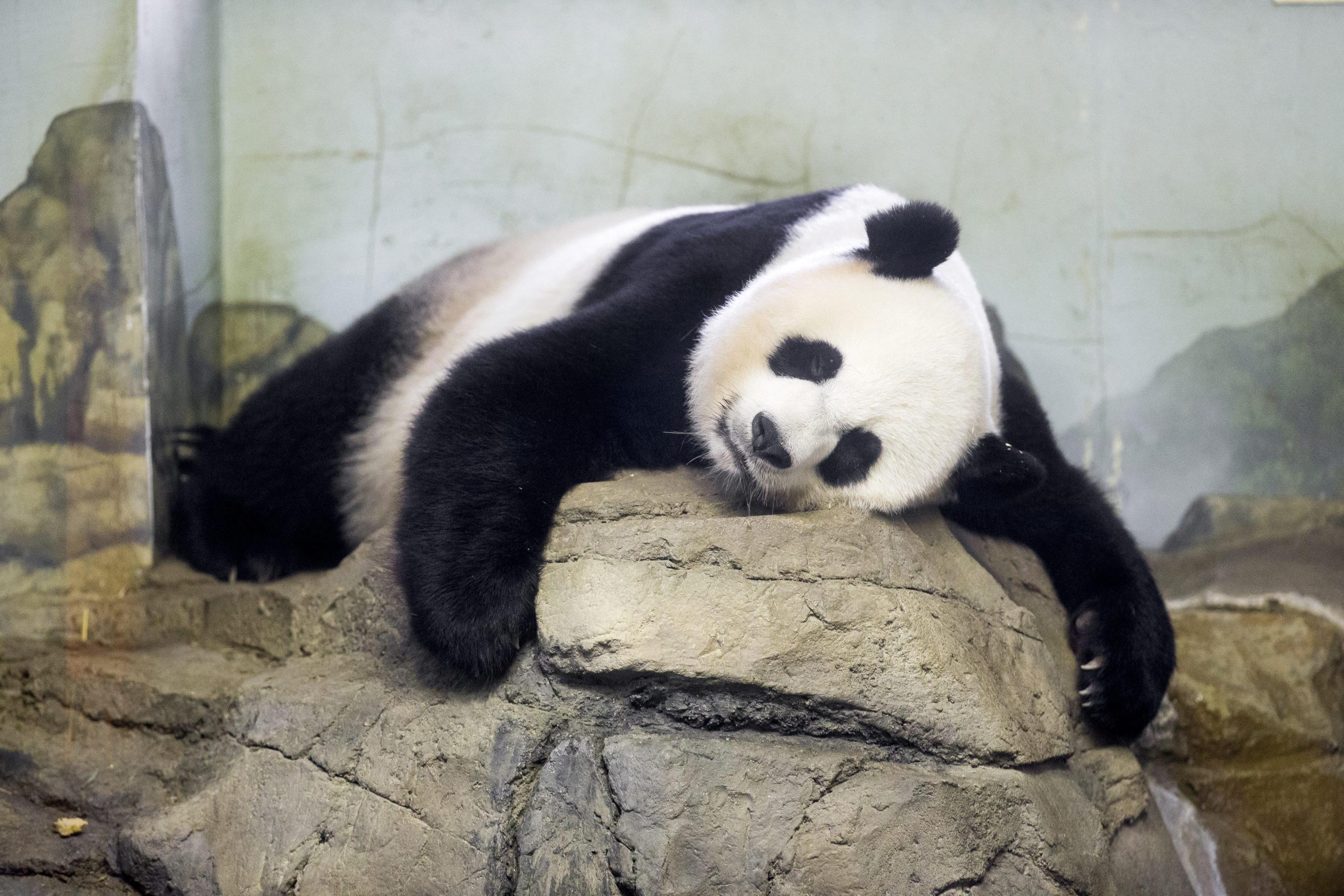 panda