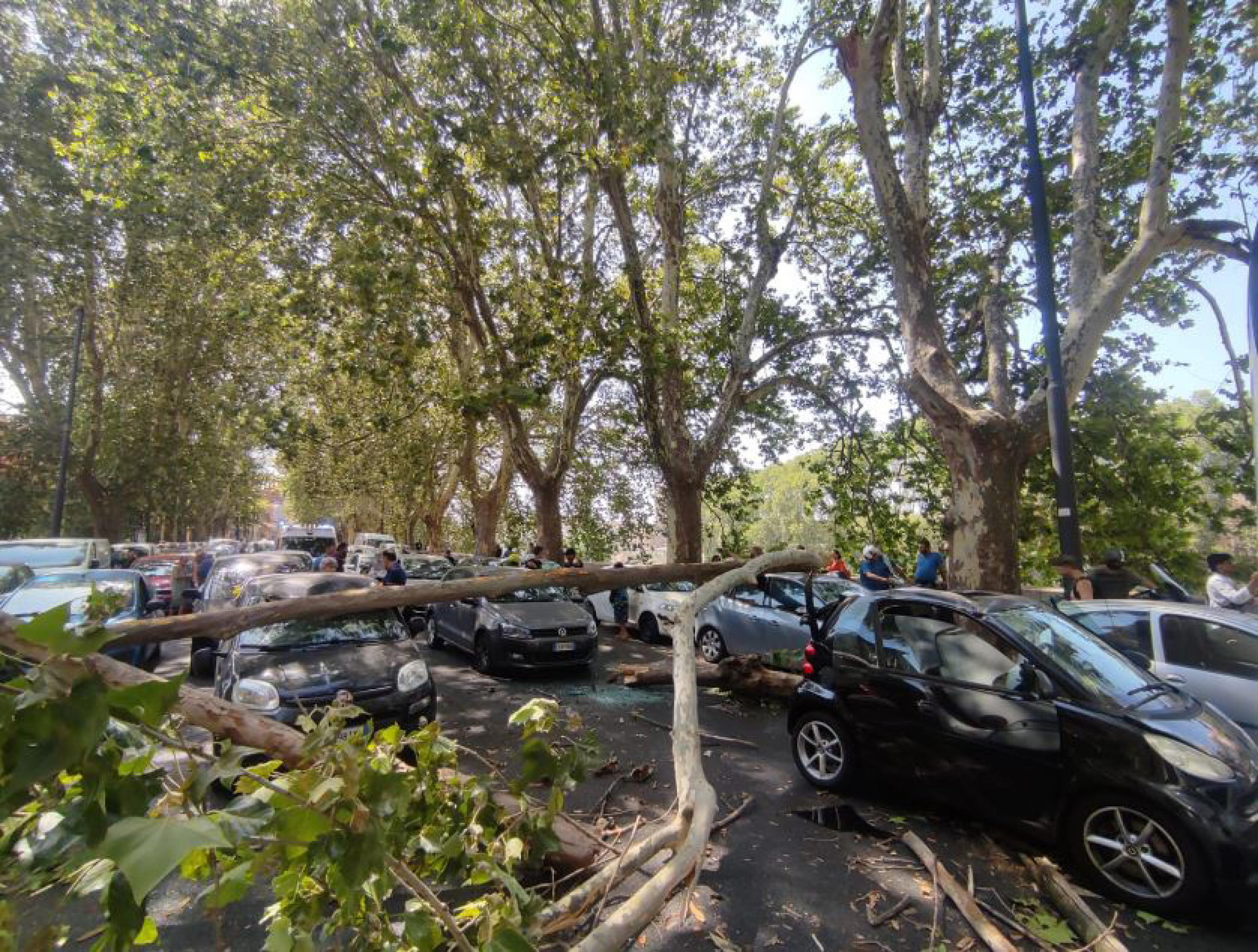 ALBERO LUNGOTEVERE ROMA