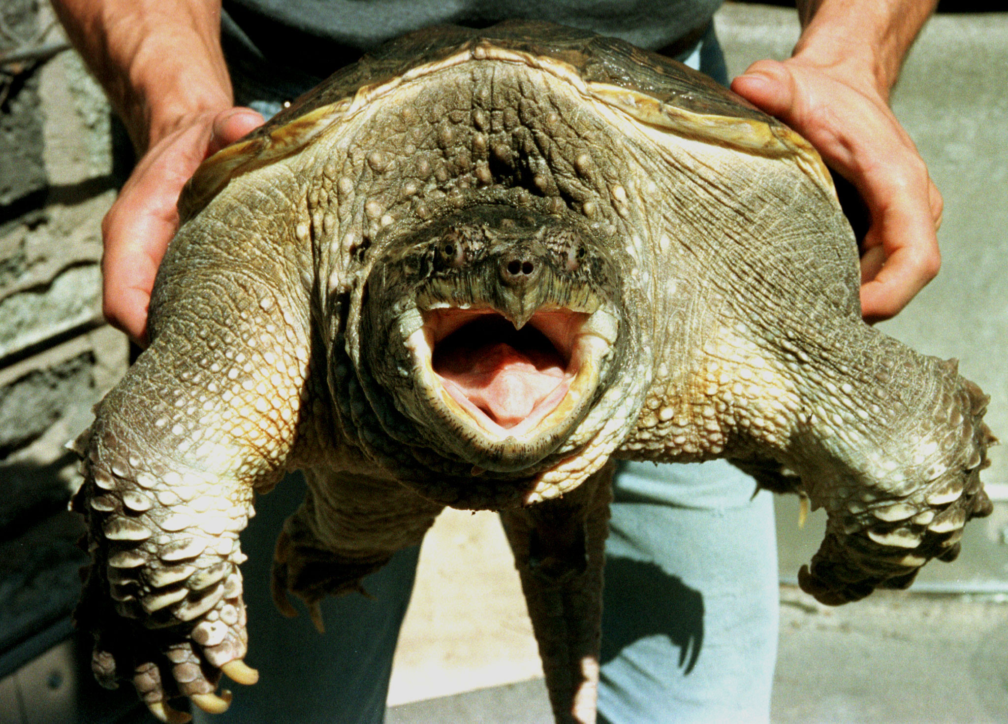 tartaruga alligatore