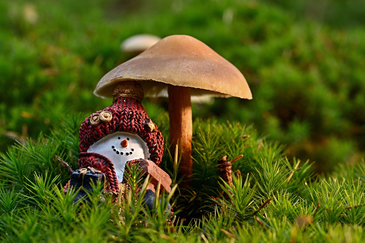 funghi