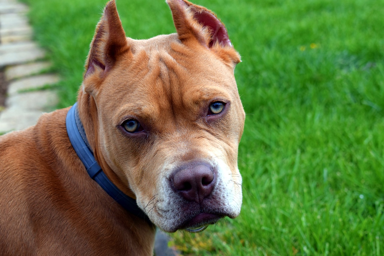 PITBULL