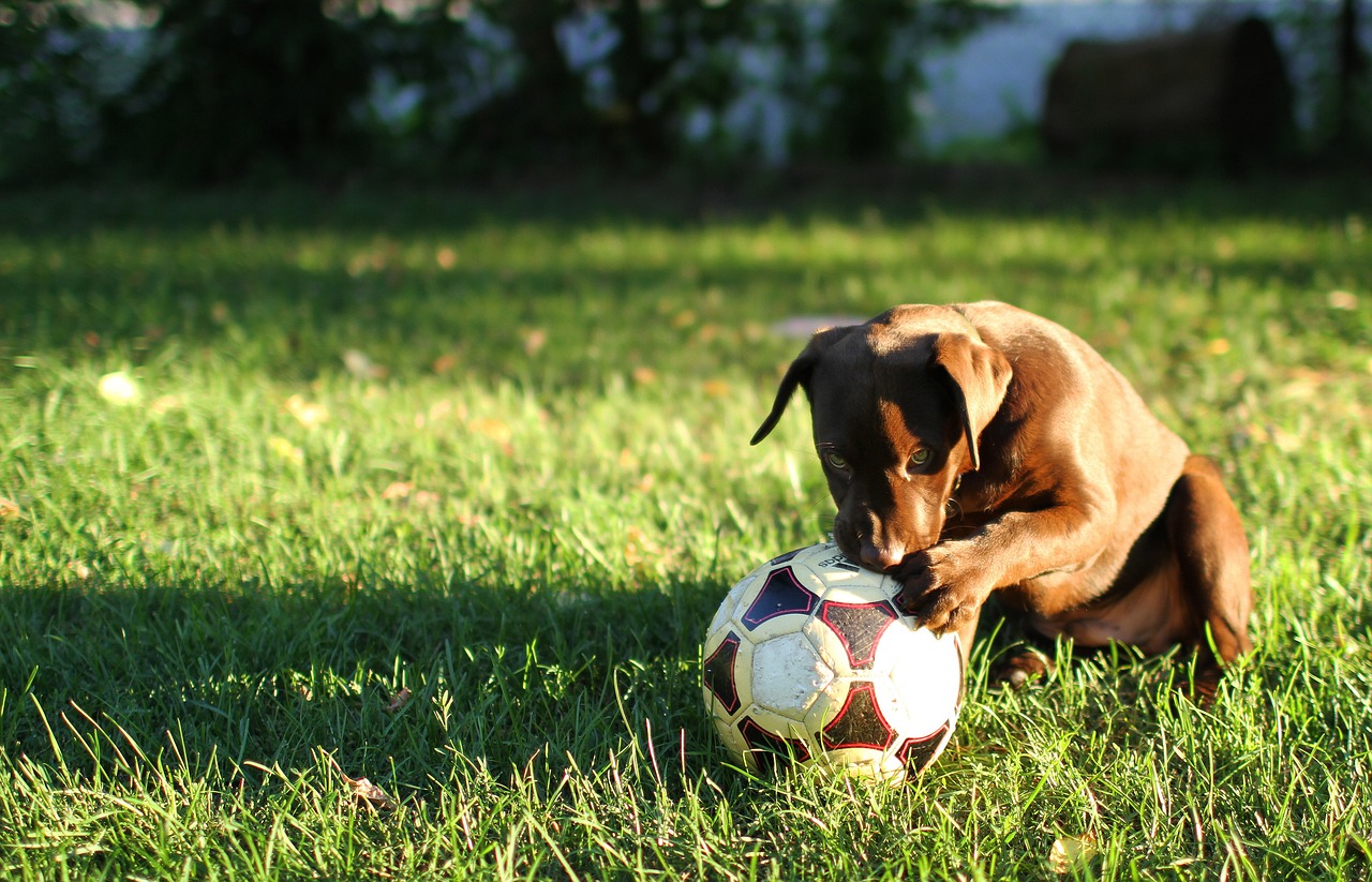 cagnolino