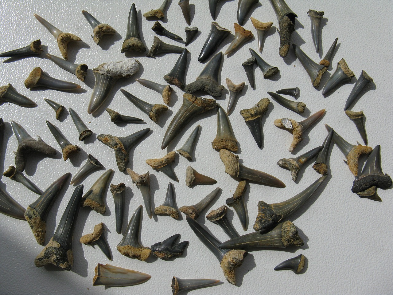 fossili
