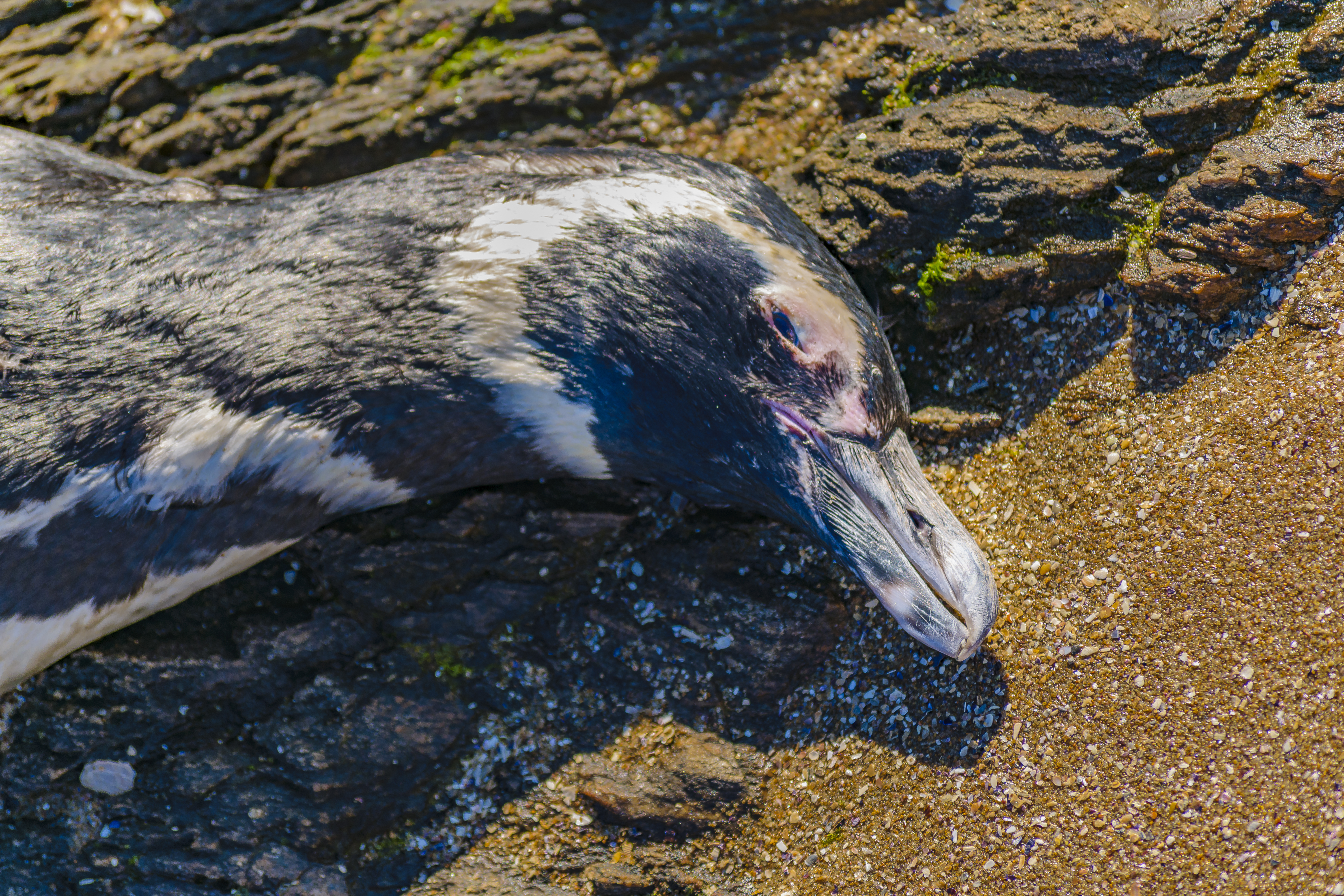 pinguini