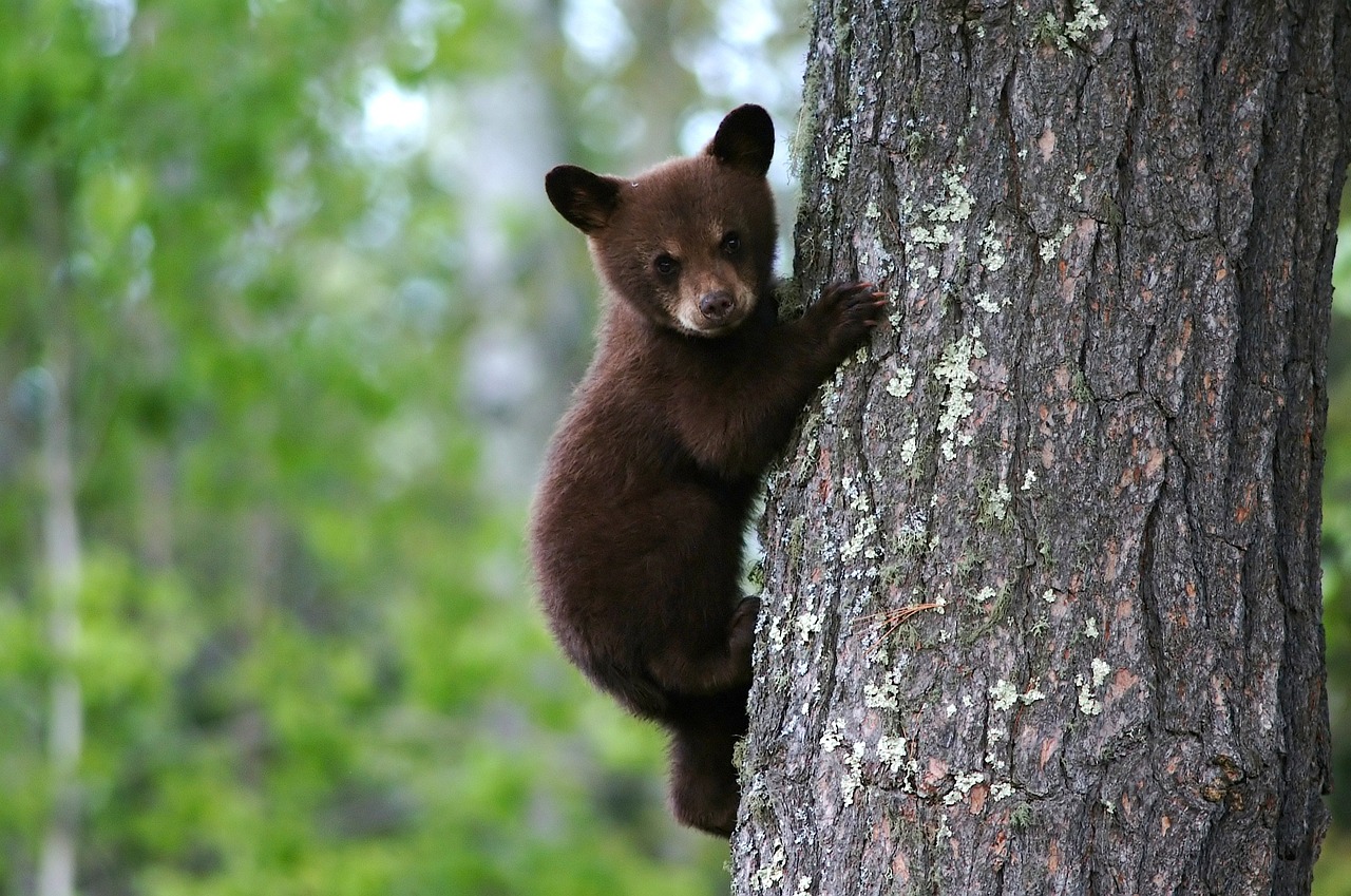 orso