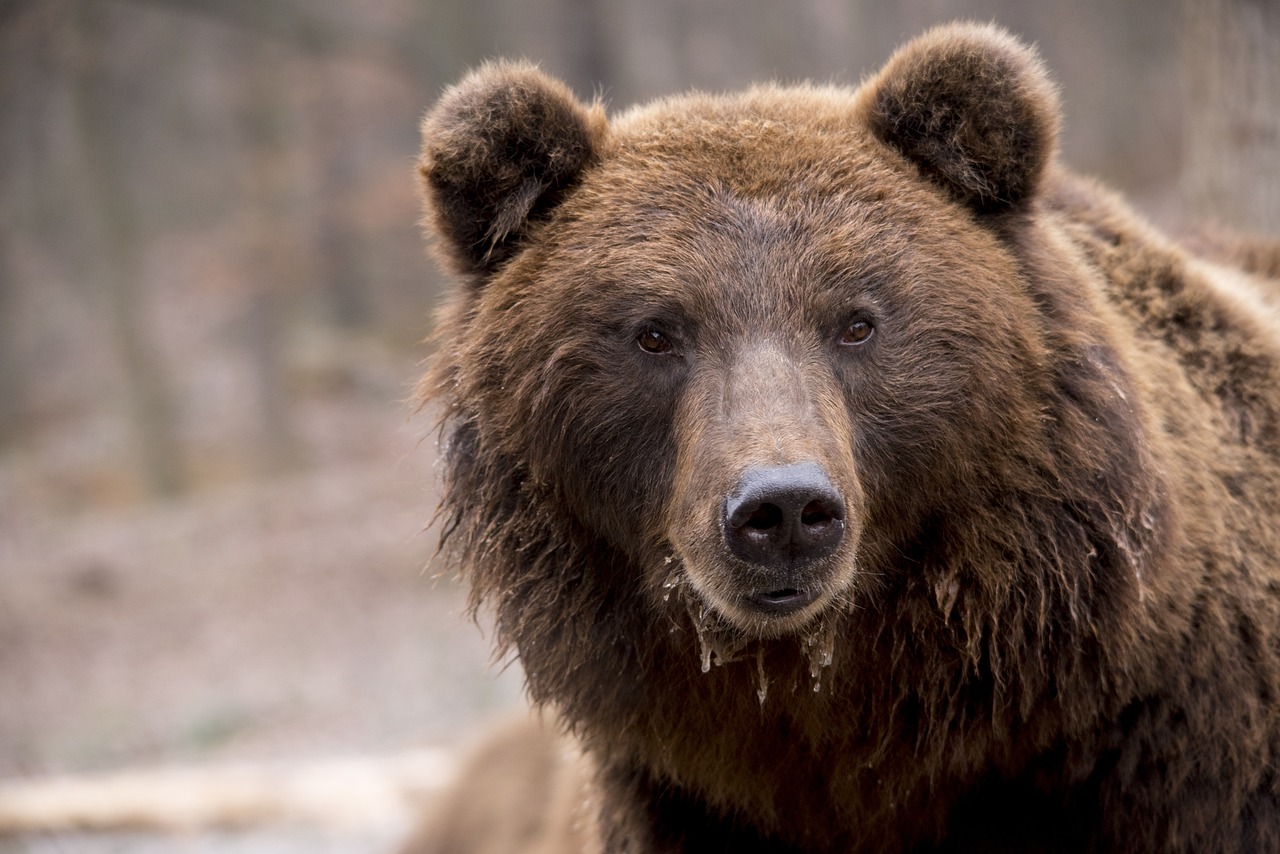 orso