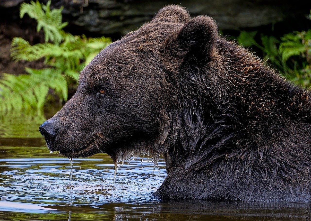 orso