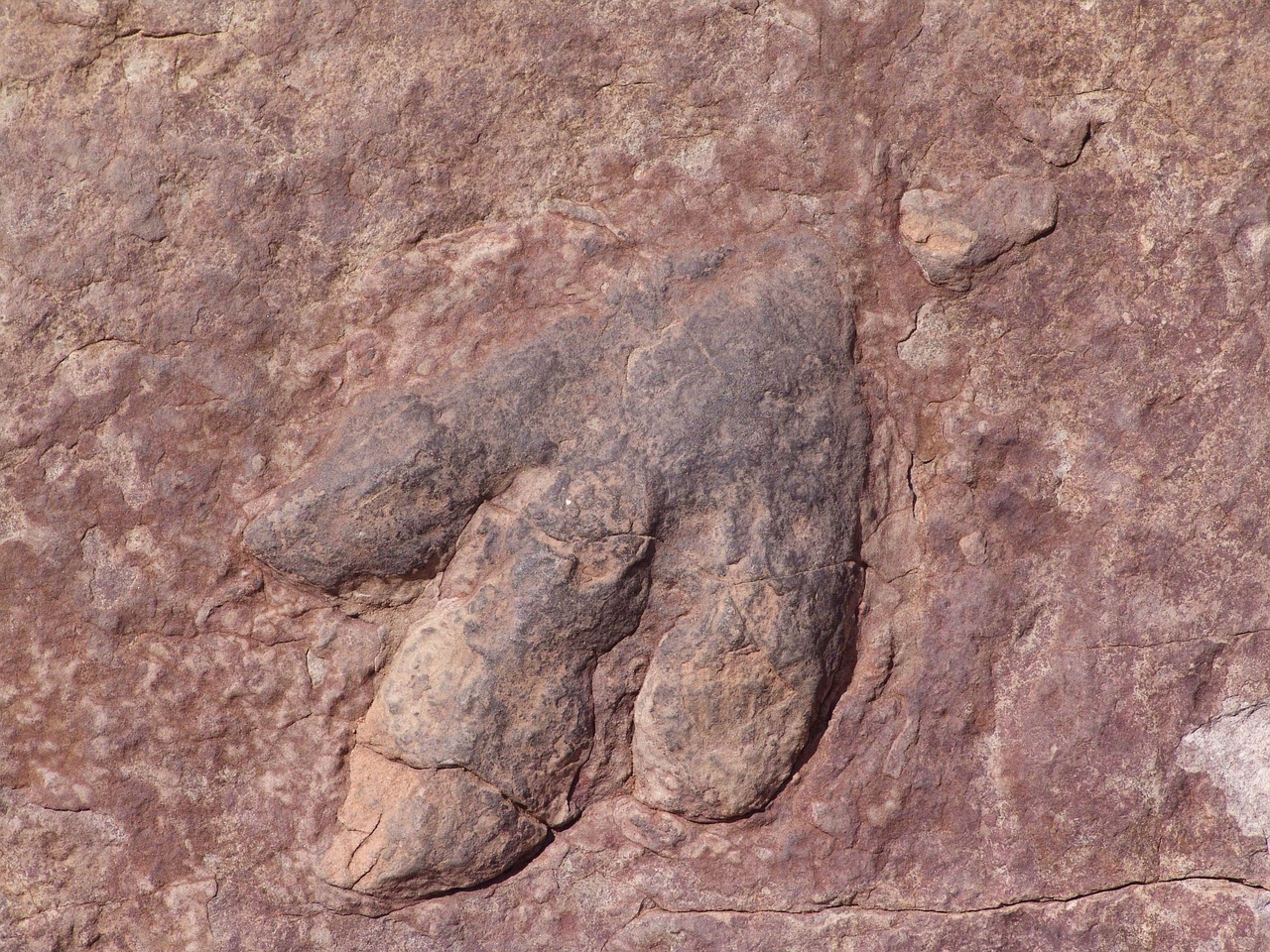 dinosauri