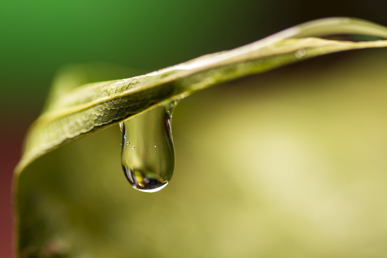 acqua