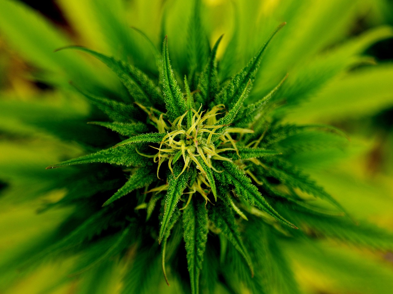 marijuana