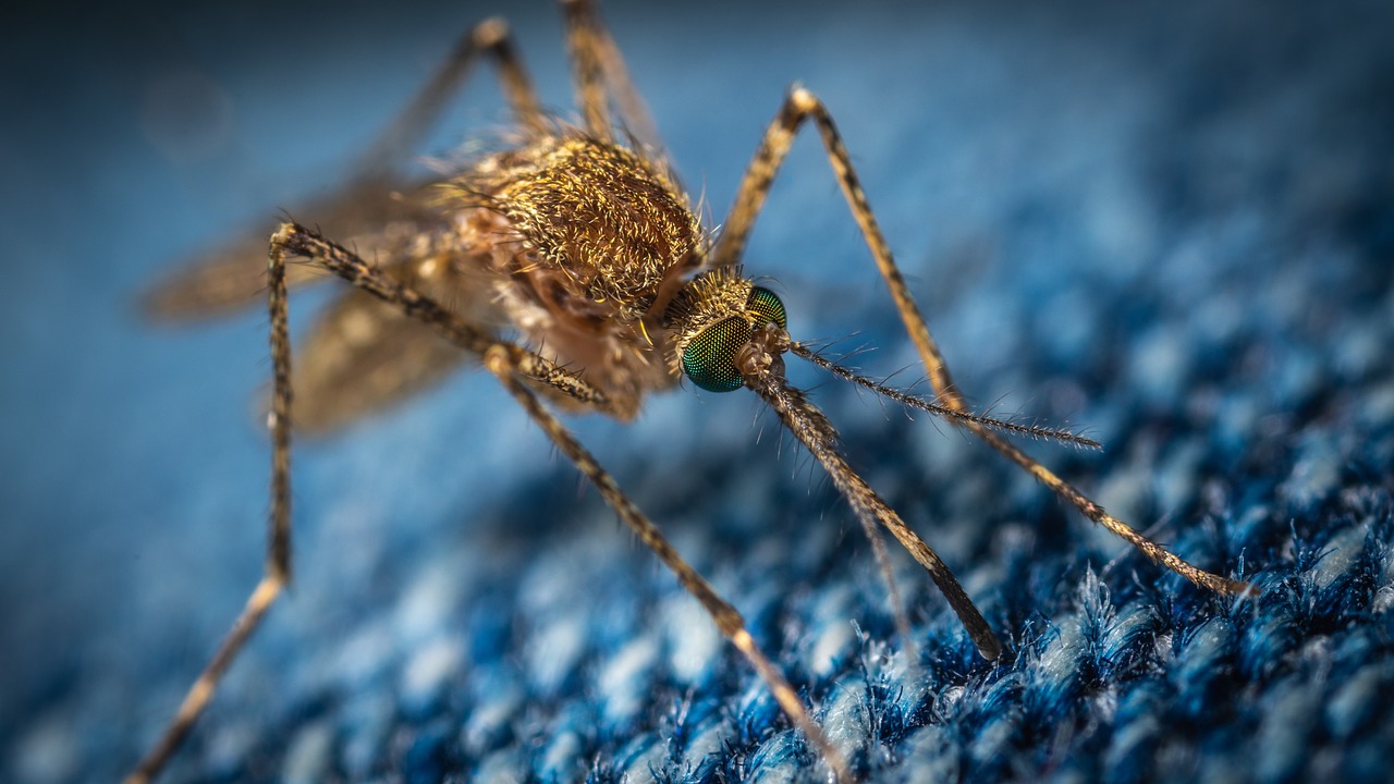 zanzara west nile
