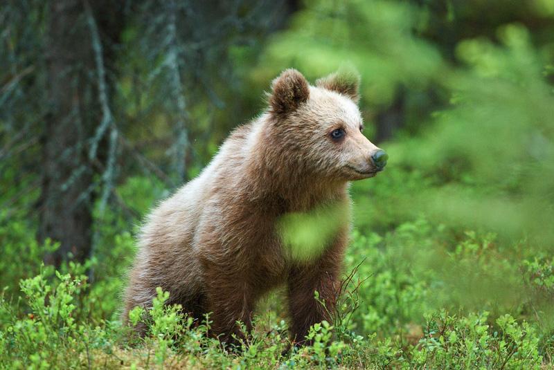 orso