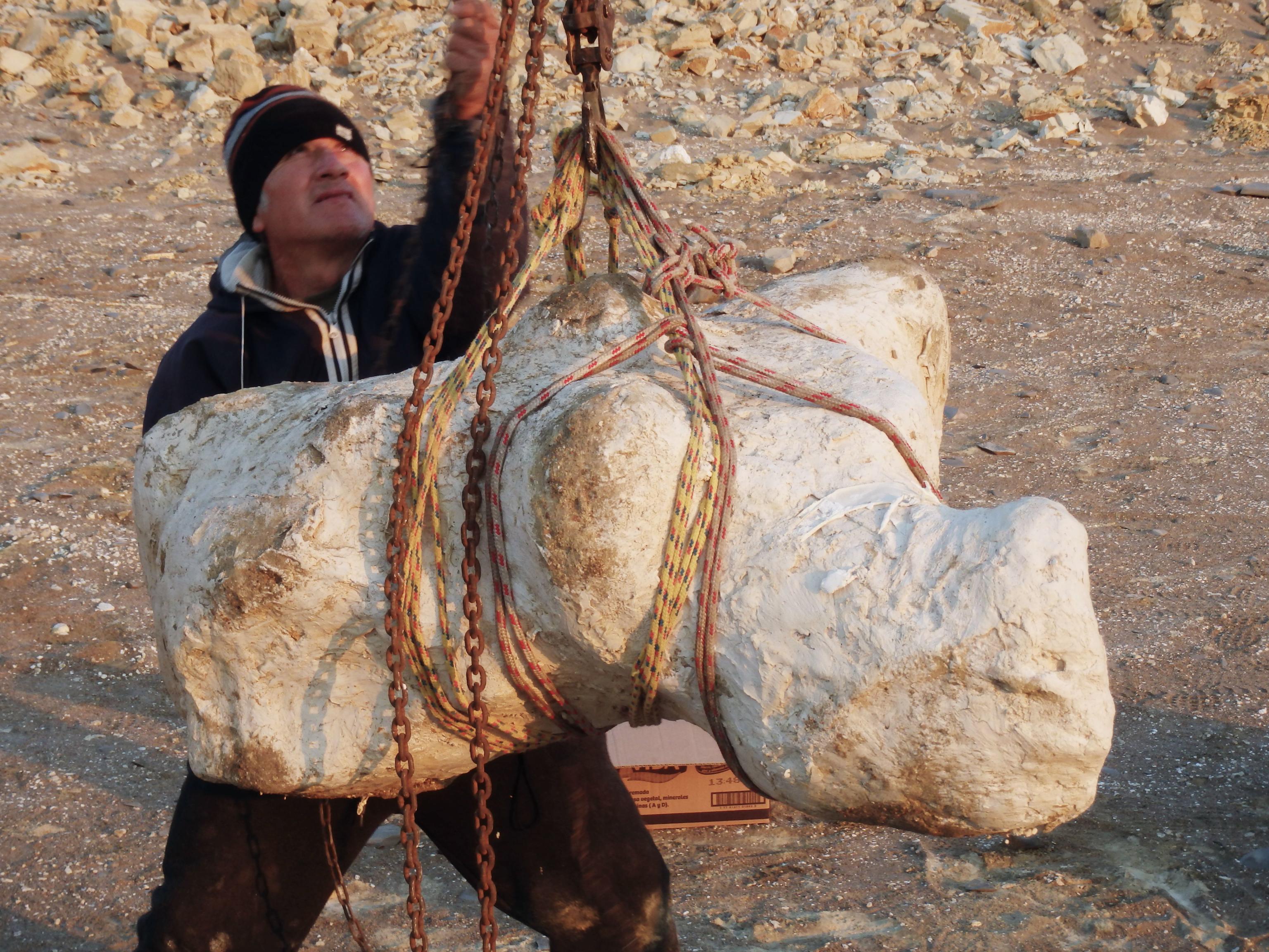 Perucetus colossus