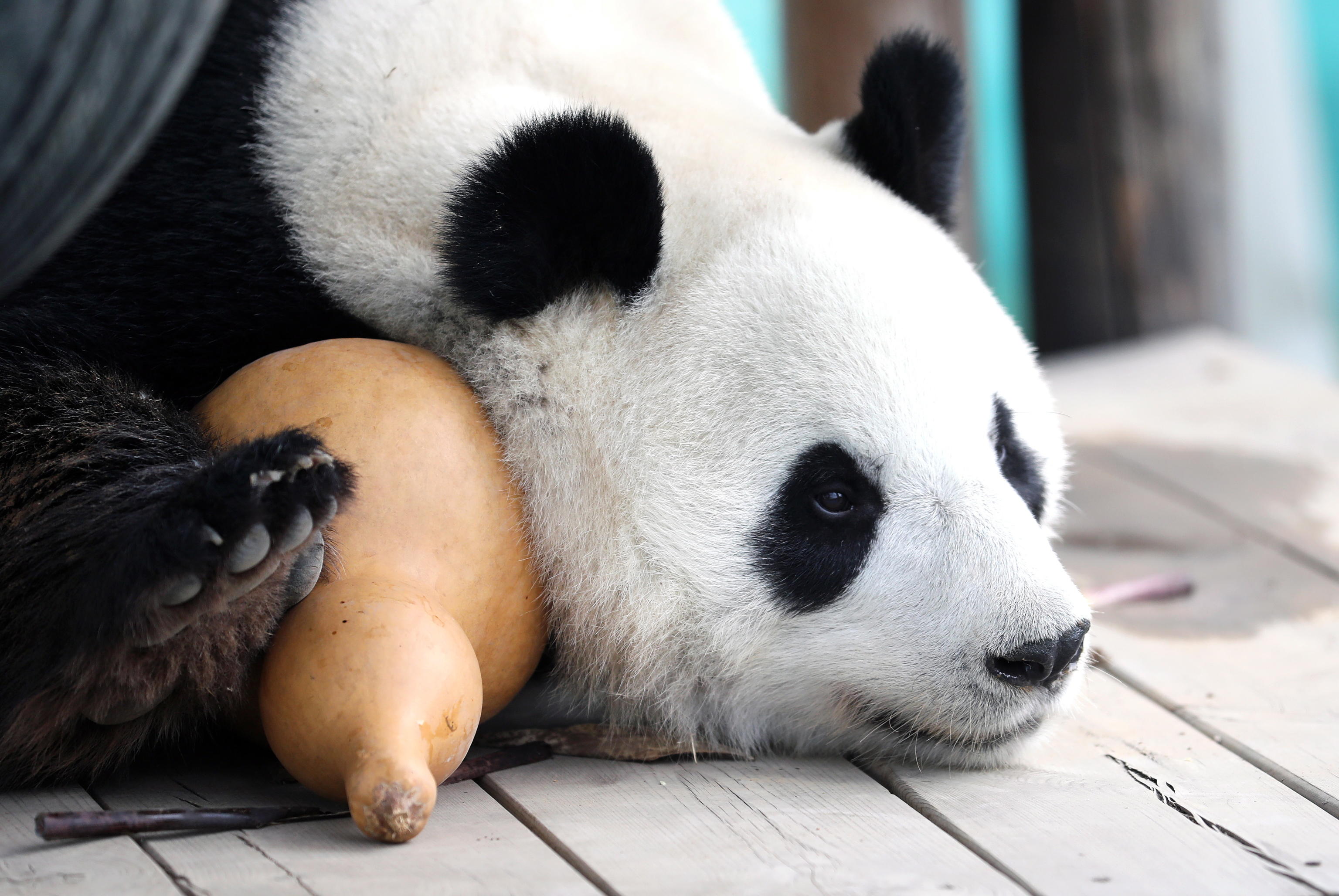 panda gigante