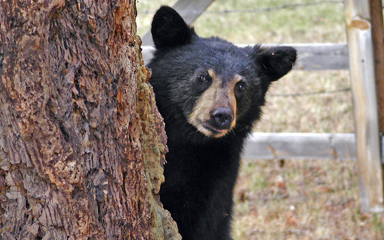 orso in fuga aereo