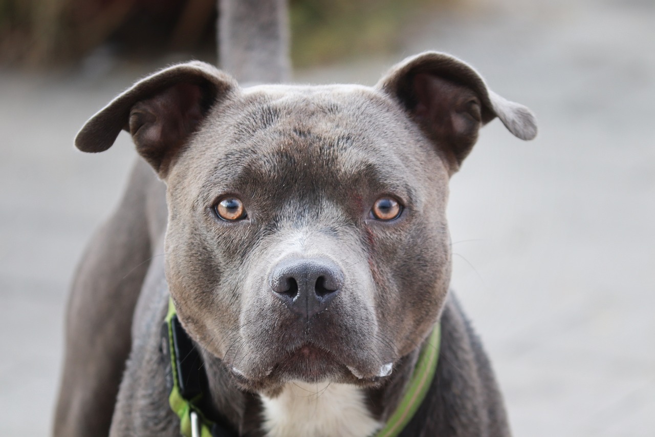 PITBULL CANE