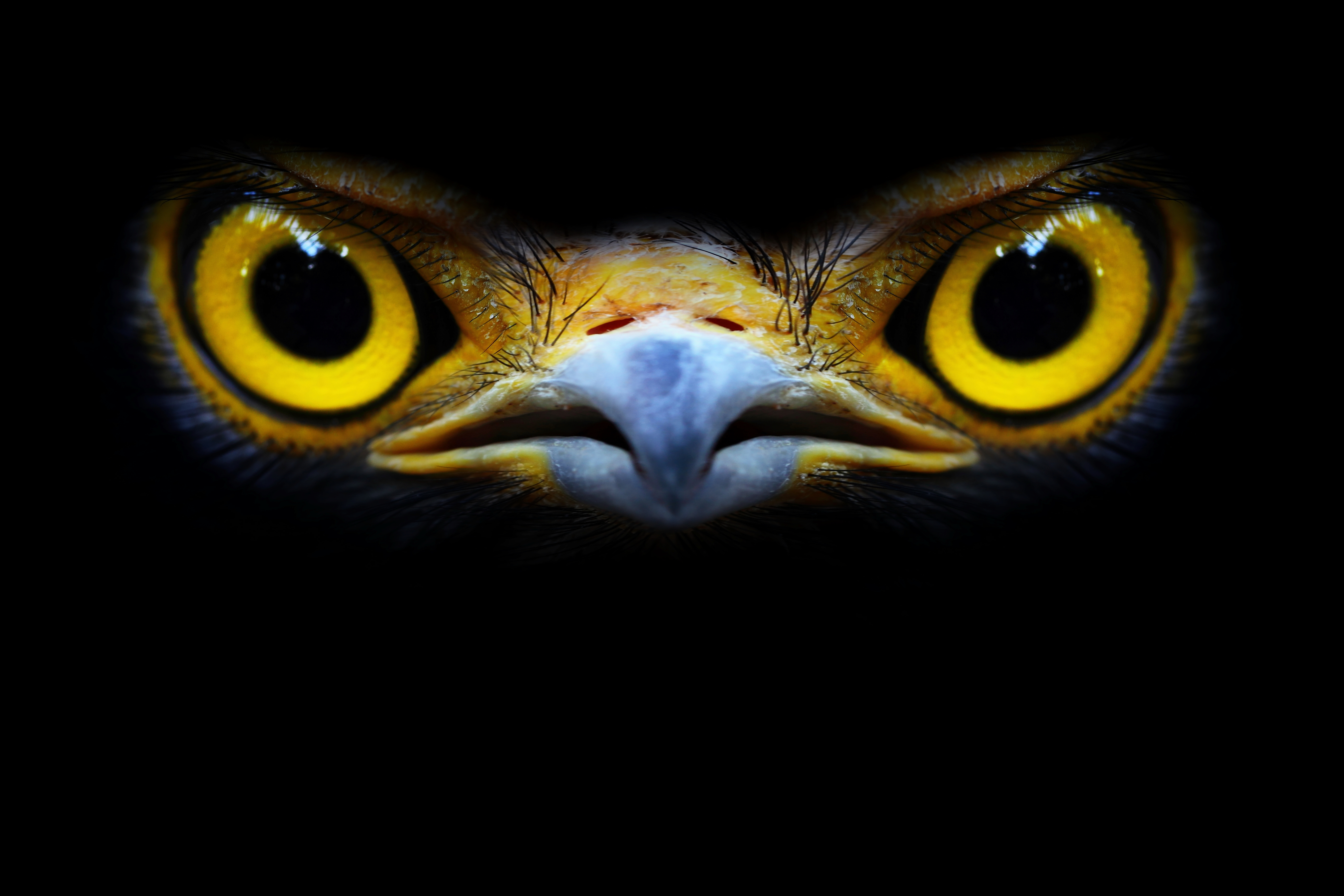 falco