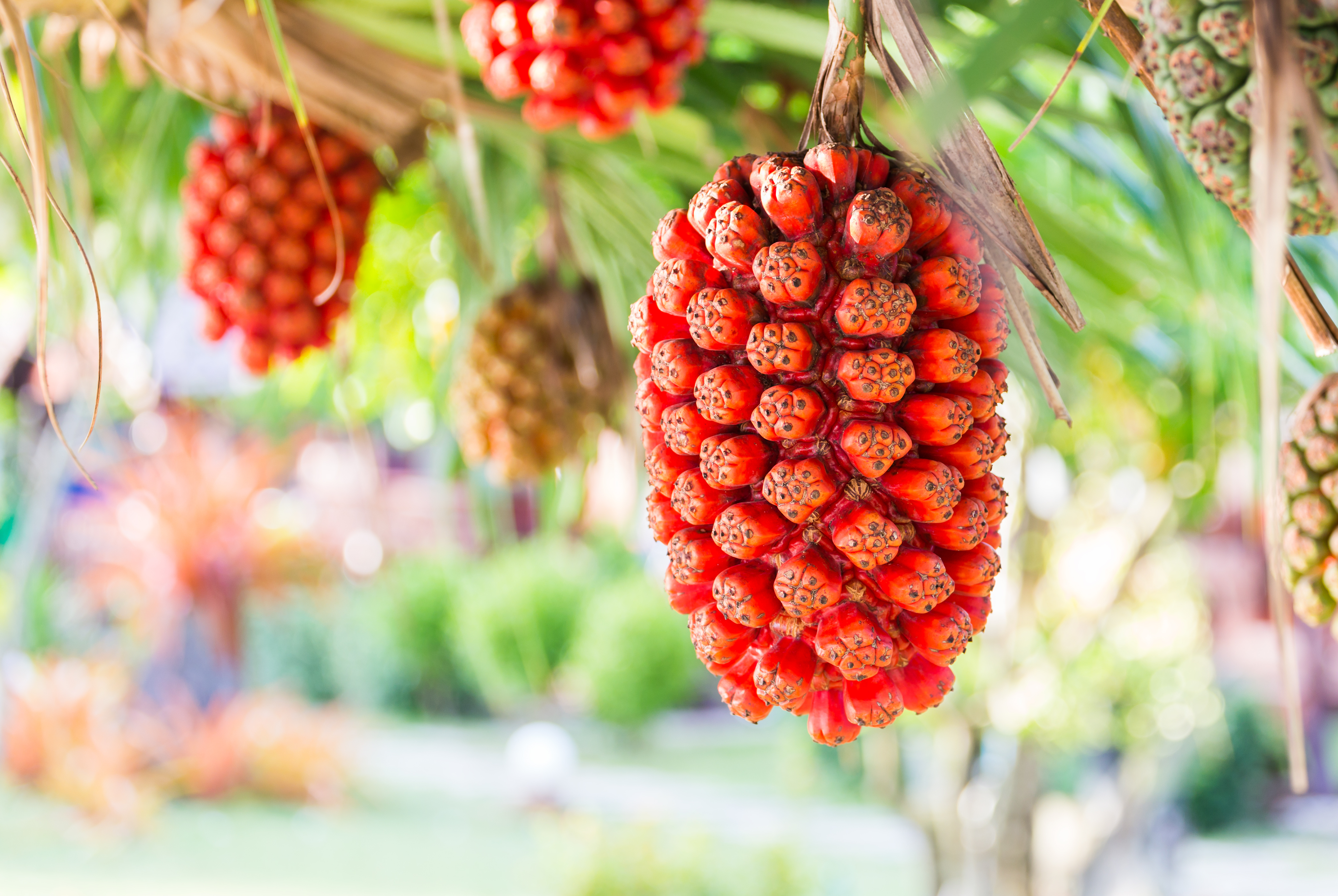 hala fruit