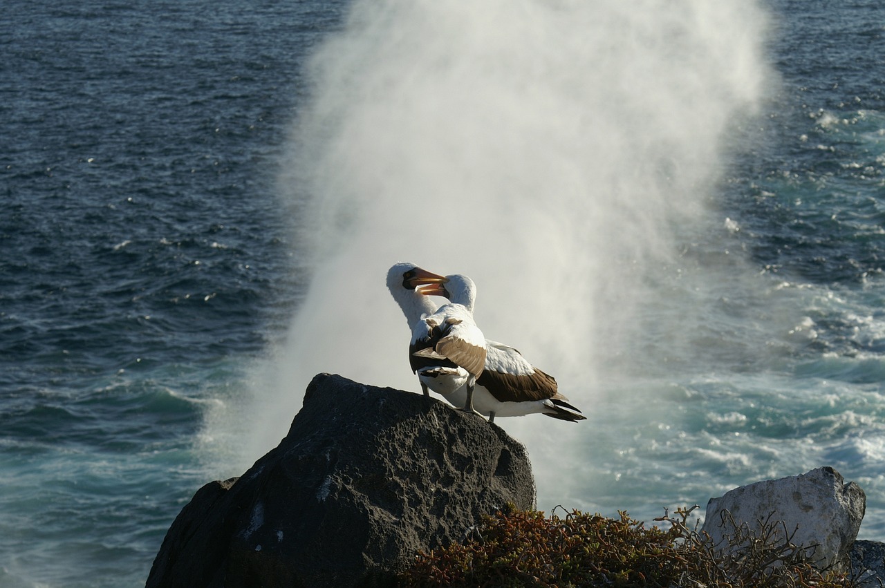 galapagos