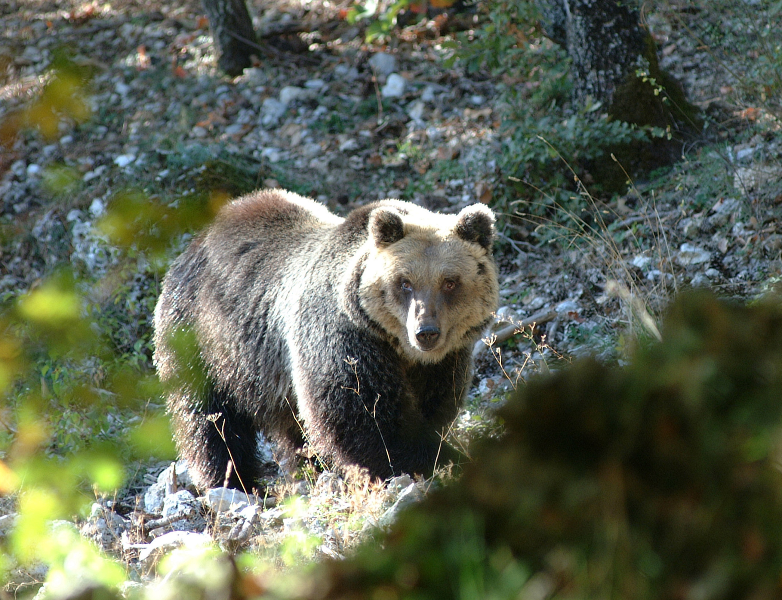ORSO