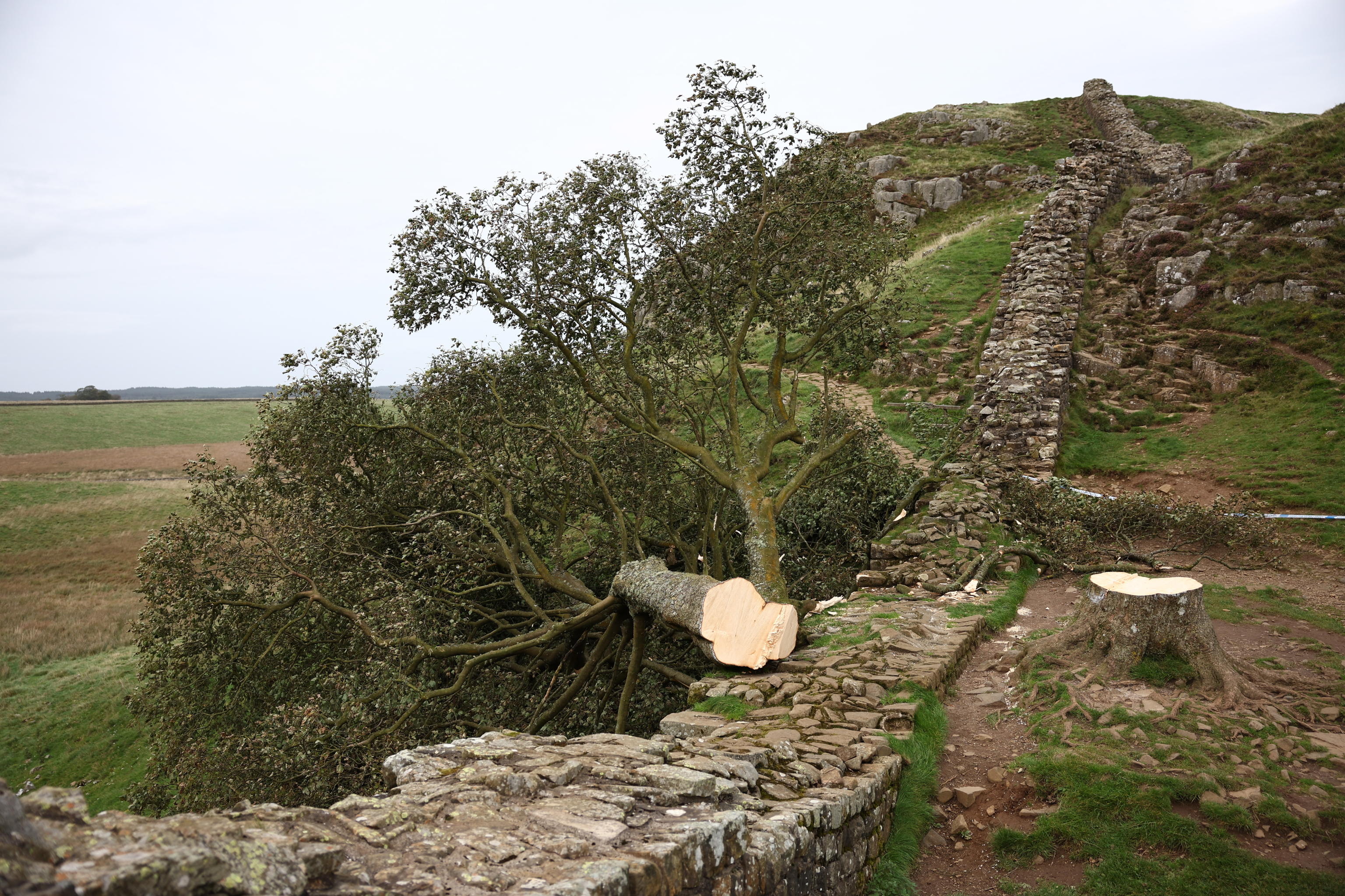 Sycamore Gap Tree