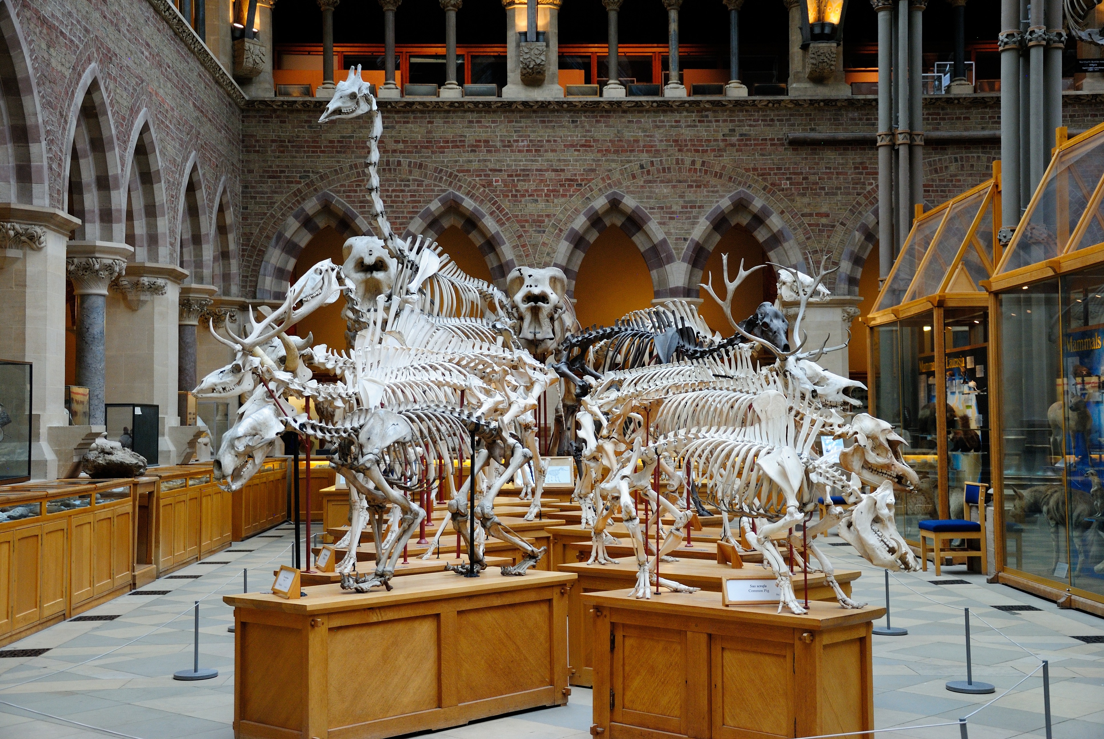 dinosauri