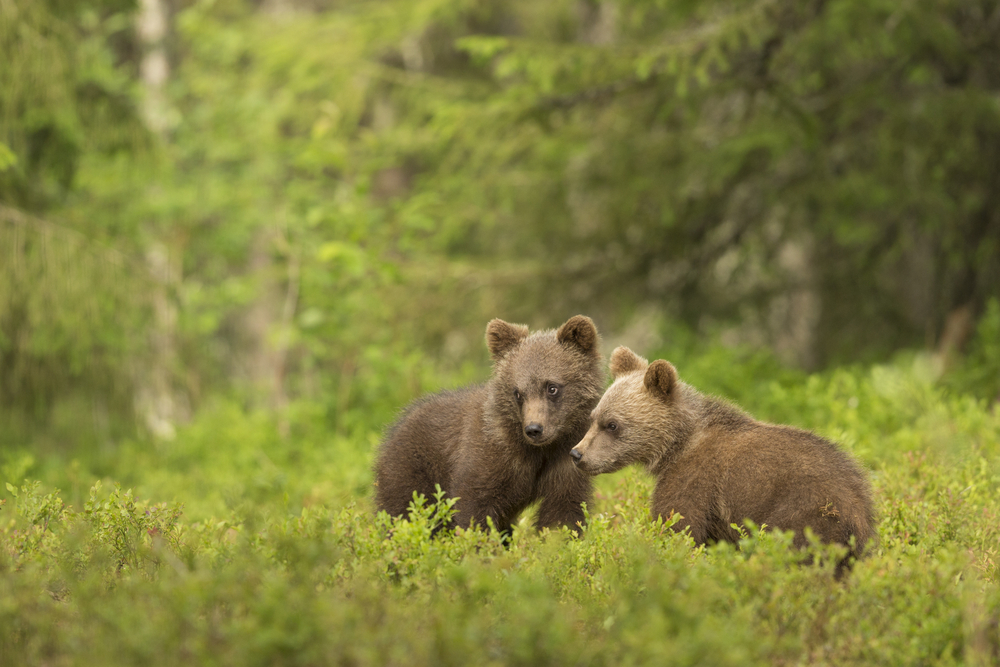 CUCCIOLI ORSO