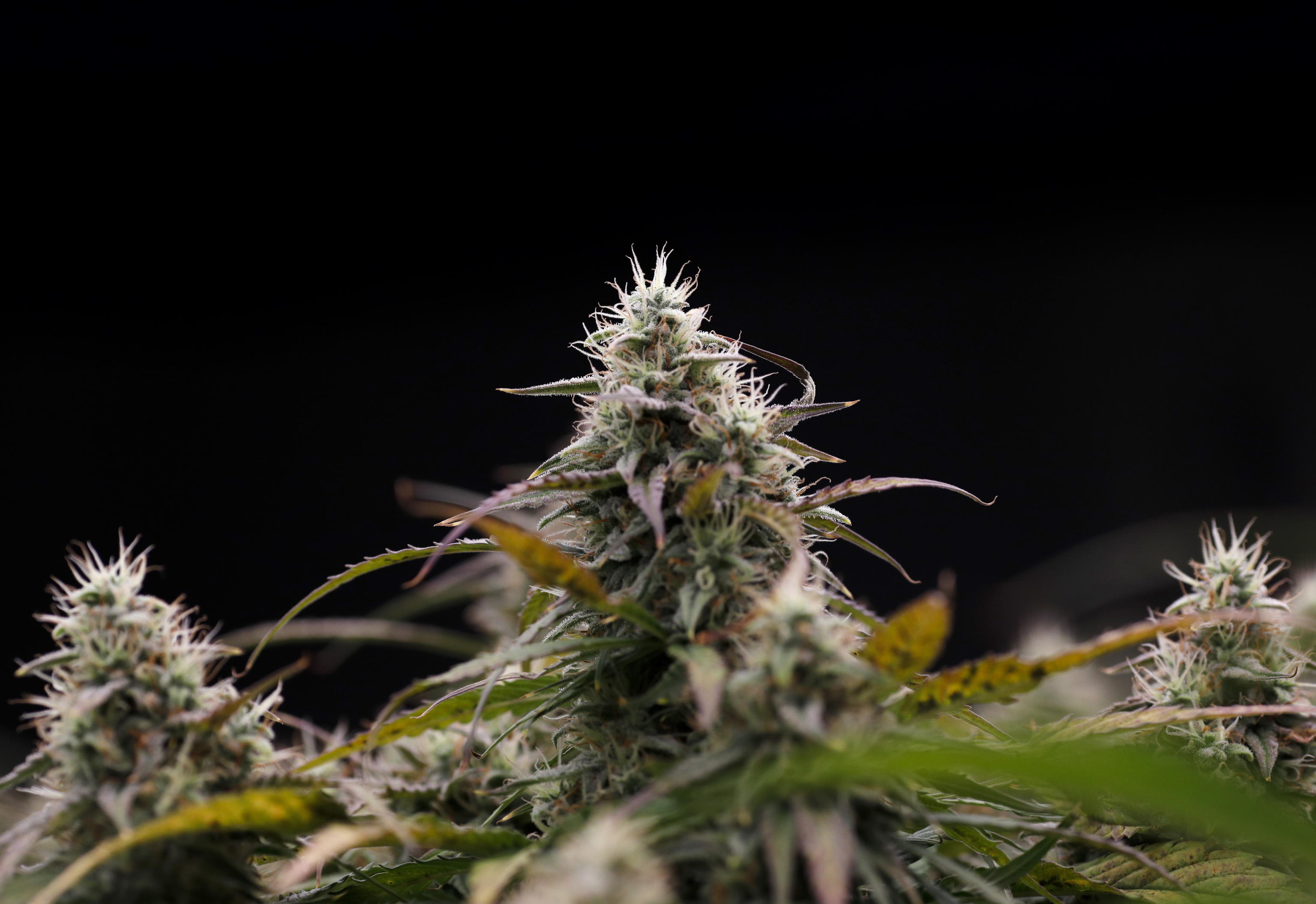 cannabis