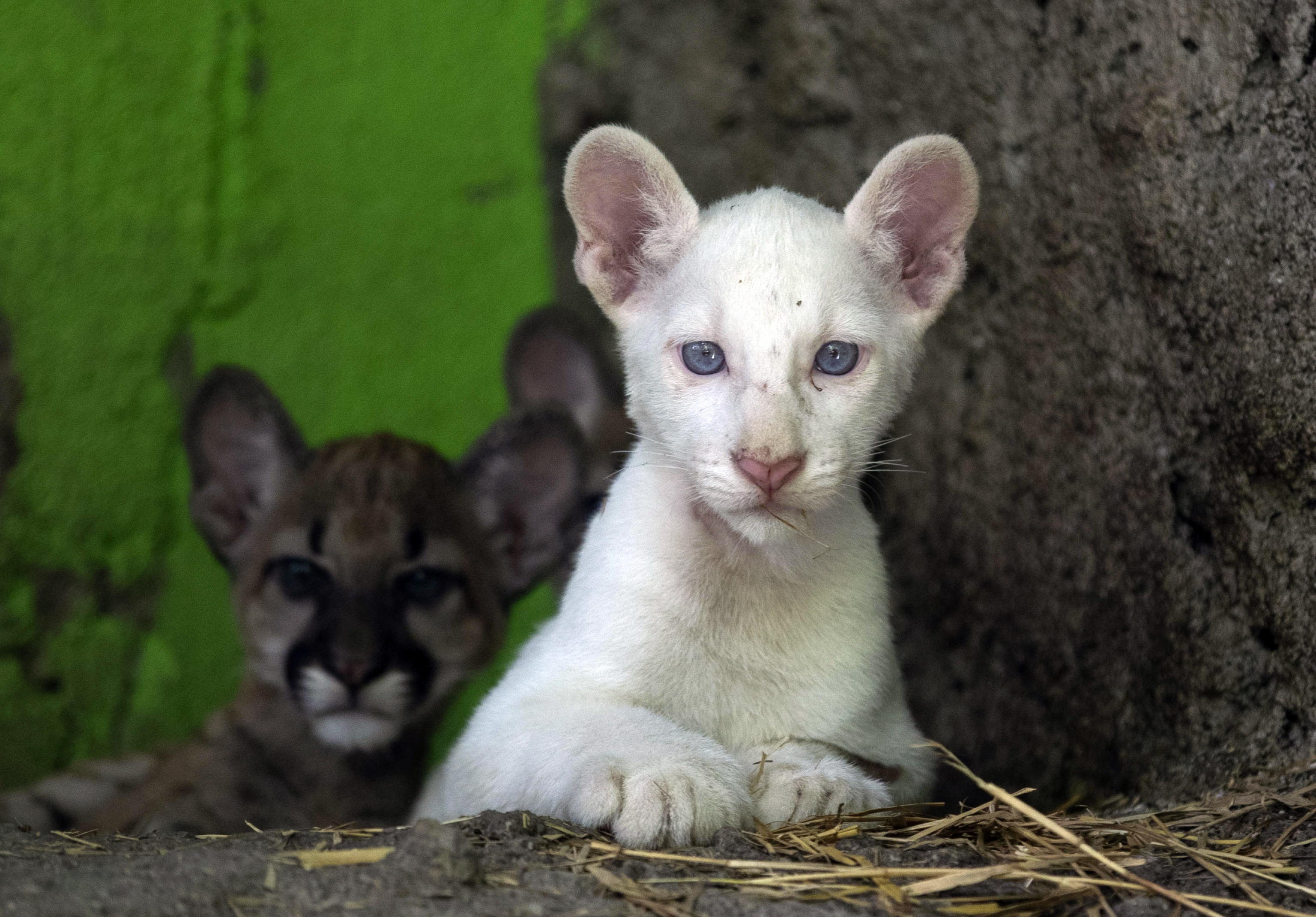 puma albino