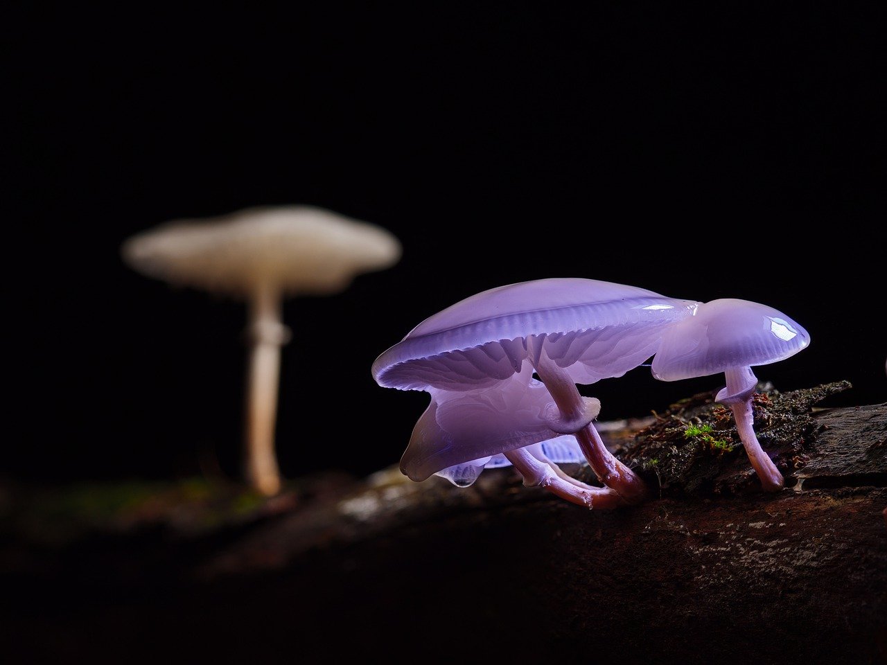 funghi