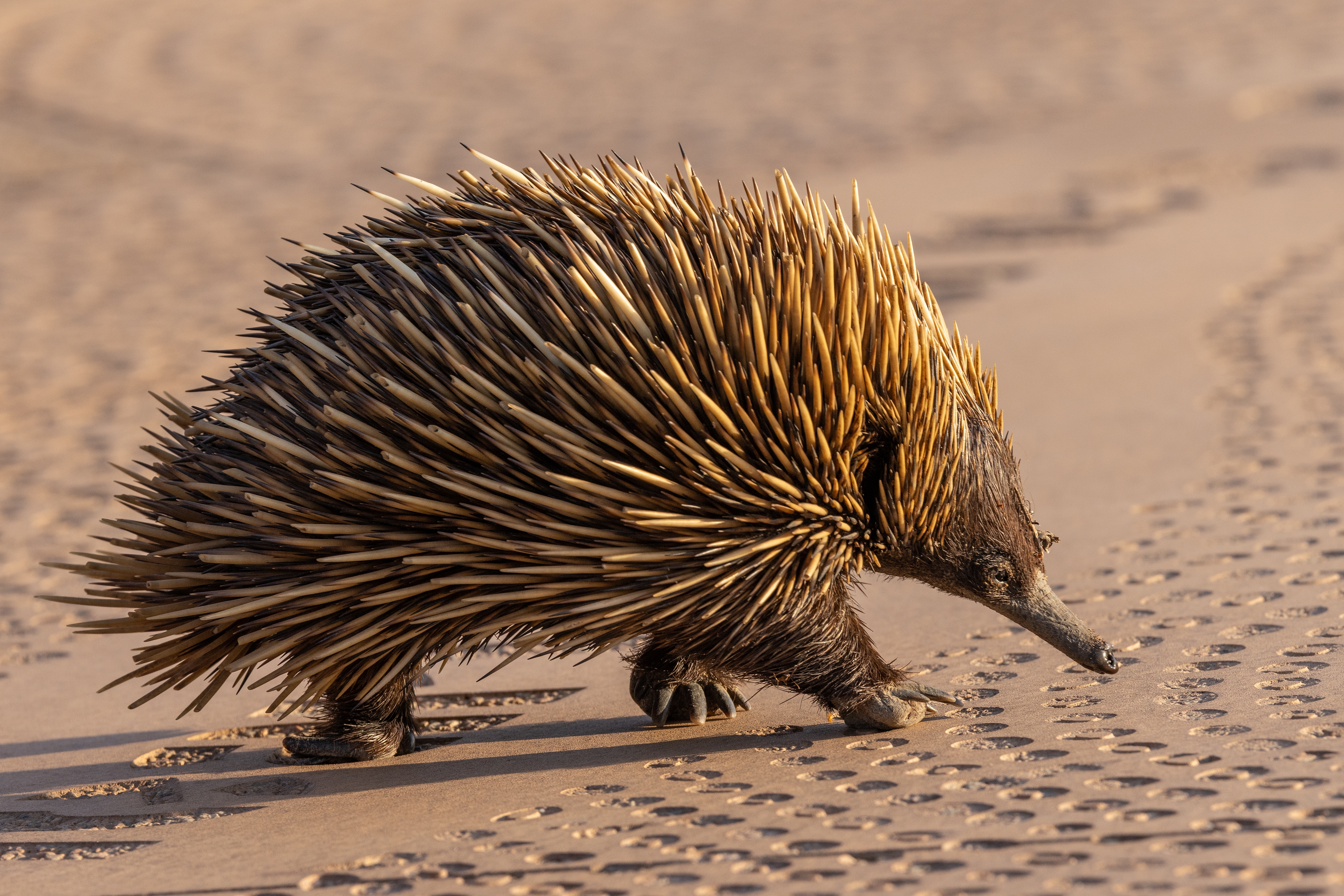 echidna