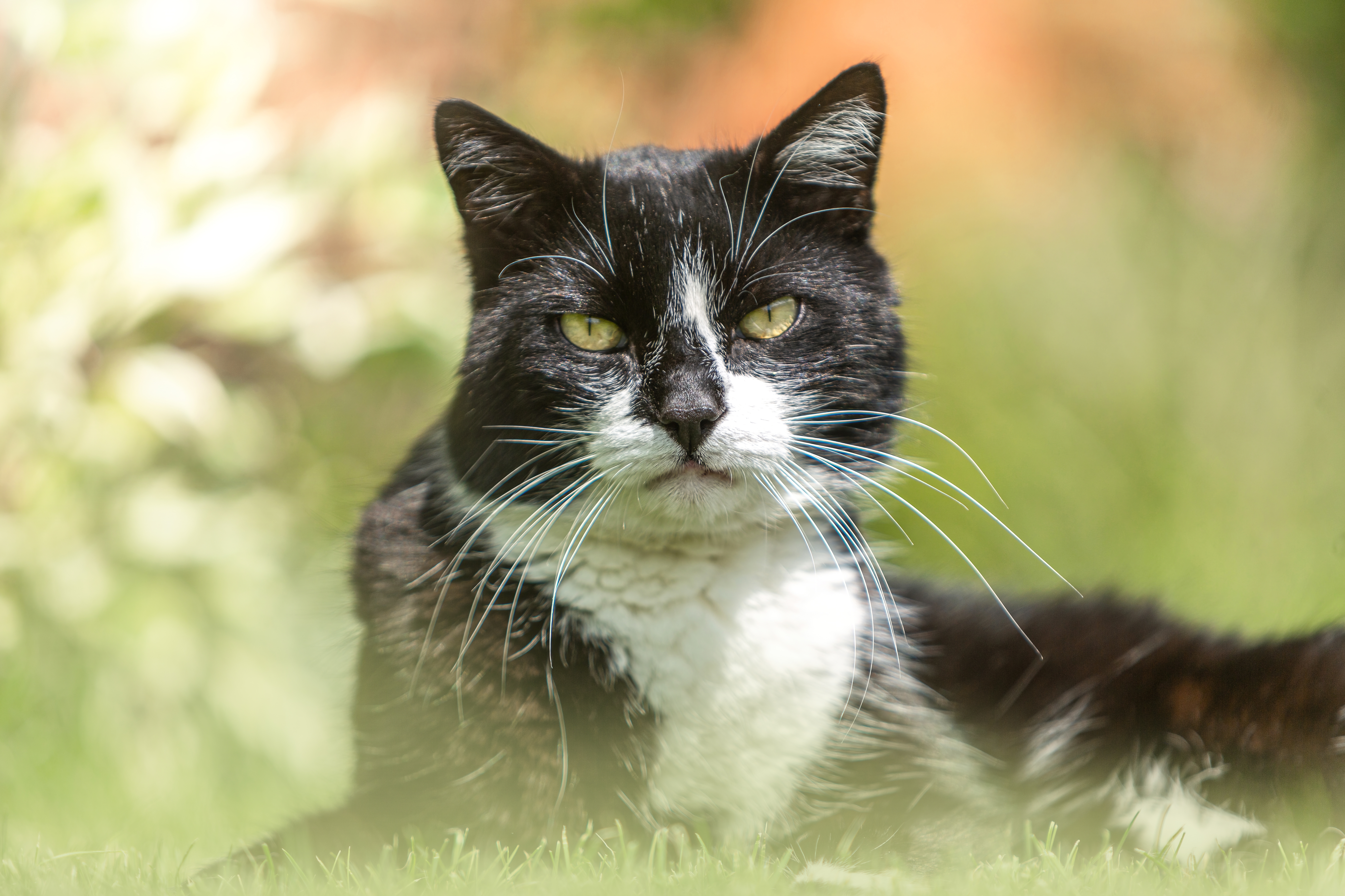gatto