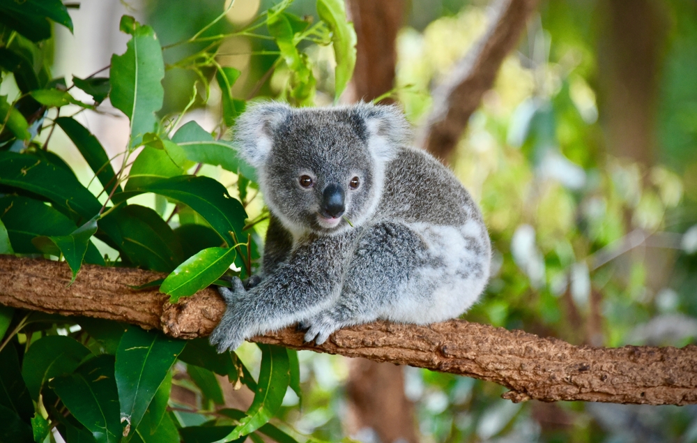 KOALA