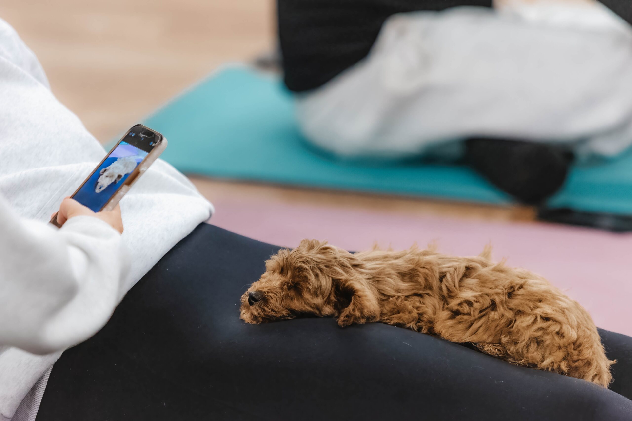 puppy yoga