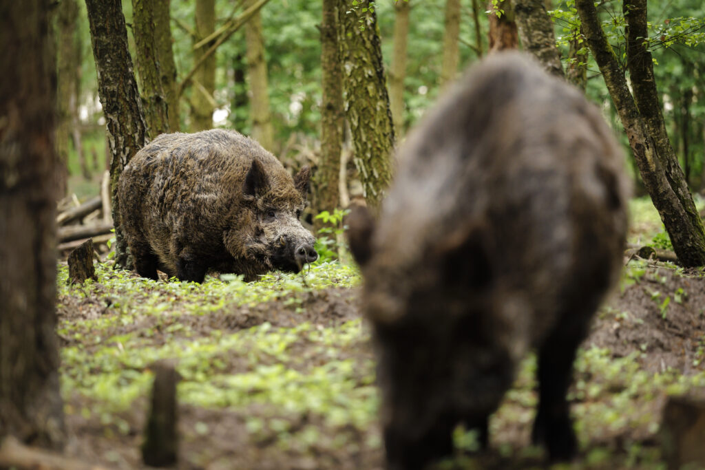 ddl caccia cinghiale